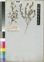 Antopetitia abyssinica A.Rich. [family LEGUMINOSAE-PAPILIONOIDEAE]