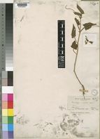 Thunbergia reticulata Hochst. [family ACANTHACEAE]