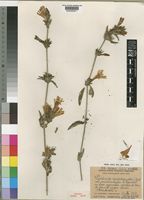 Isotype of Dyschoriste hildebrandtii (S.Moore) Lindau var. occidentalis Benoist [family ACANTHACEAE]