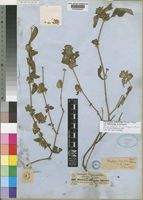 Phaulopsis imbricata (Forssk.) Sweet subsp. imbricata [family ACANTHACEAE]