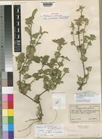 Holotype of Phaulopsis imbricata (Forssk.) Sweet subsp. pallidifolia Manktelow [family ACANTHACEAE]
