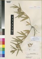 Isotype of Blepharis torrei Vollesen [family ACANTHACEAE]