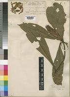 Acanthus mayaccanus Büttner [family ACANTHACEAE]