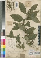 Lectotype of Neuracanthus africanus T.Anderson ex S.Moore [family ACANTHACEAE]