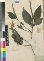 Brachystephanus africanus S.Moore [family ACANTHACEAE]