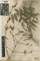 Lonicera standishii Jacques var. lancifolia Rehder [family CAPRIFOLIACEAE]