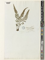 Lunathyrium grammitoides (C.Presl) H.Ohba [family WOODSIACEAE]