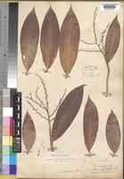 Type of Dracaena atropurpurea Roxb. var. kurzii Baker [family DRACAENACEAE]
