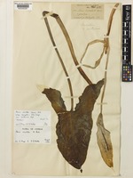 Type of Arum orientale M.Bieb. var. sintenisii Engl. [family ARACEAE]