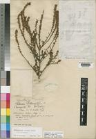 Holotype of Hebenstretia oatesii Rolfe subsp. oatesii [family SCROPHULARIACEAE]