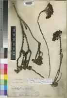 Isolectotype of Selago luxurians Choisy [family SCROPHULARIACEAE]