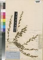 Seddera suffruticosa (Schinz) Hallier f. var. suffruticosa [family CONVOLVULACEAE]