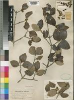 Type of Androstachys johnsonii Prain [family EUPHORBIACEAE]