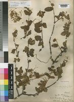 Type of Loranthus nyikensis Sprague [family LORANTHACEAE]