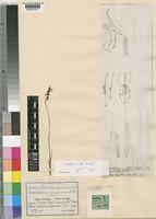 Eulophia encyclioides Schltr. [family ORCHIDACEAE]