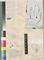 Type of Eulophia penduliflora Kraenzl. [family ORCHIDACEAE]