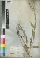 Guizotia scabra (Vis.) Chiov. [family COMPOSITAE]