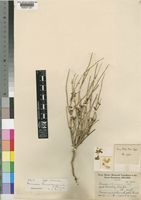 Type of Nemesia karasbergensis L.Bolus [family SCROPHULARIACEAE]