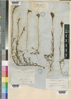 Linaria elegans Hort. ex Vilm. [family SCROPHULARIACEAE]