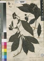 Tarenna pavettoides (Harv.) Sim [family RUBIACEAE]