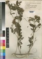 Type of Pavetta globularis Bremek. [family RUBIACEAE]