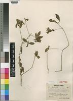 Type of Pavetta gracillima S.Moore [family RUBIACEAE]