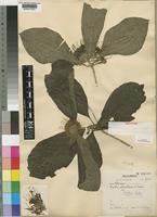 Isotype of Pavetta cataractarum S.Moore [family RUBIACEAE]