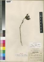 Isotype of Vangueria munjiro S.Moore [family RUBIACEAE]