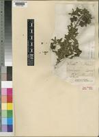 Type of Pavetta gracilifolia Bremek. [family RUBIACEAE]