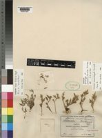 Type of Lotononis humilior Dummer [family LEGUMINOSAE-PAPILIONOIDEAE]