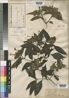 Carphalea pubescens (Klotzsch) Verdc. [family RUBIACEAE]