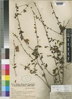 Tinnea pearsonii Robyns & Lebrun [family LABIATAE]