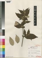 Isotype of Pseudosabicea becquetii N.Hallé [family RUBIACEAE]