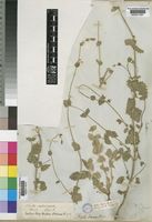 Nepeta septemcrenata Ehrenb. ex Benth. [family LABIATAE]