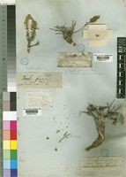 Chiliadenus candicans (Delile)Brullo [family COMPOSITAE]