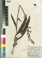 Holotype of Habenaria myodes Summerh. [family ORCHIDACEAE]