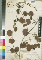 Type of Bauhinia esculenta Burch. [family LEGUMINOSAE-CAESALPINIOIDEAE]