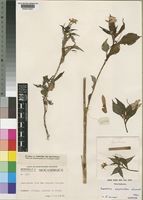 Isotype of Impatiens psychantha Launert [family BALSAMINACEAE]