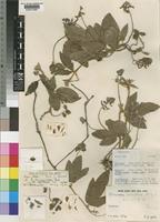 Holotype of Eriosema rhynchosioides Baker var. multiflorum Verdc. [family LEGUMINOSAE-PAPILIONOIDEAE]