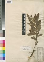 Type of Eriosema andongense Hiern [family LEGUMINOSAE-PAPILIONOIDEAE]