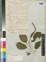 Type of Croton sylvaticus Hochst. [family EUPHORBIACEAE]