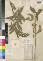 Isotype of Clutia abyssinica Jaub. & Spach var. pedicellaris (Pax) Pax [family EUPHORBIACEAE]