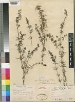 Galium bussei K.Schum. & K.Krause var. strictus Brenan [family RUBIACEAE]