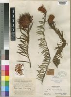 Isotype of Protea enervis Wild [family PROTEACEAE]