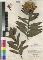 Holotype of Protea baumii Engl. & Gilg subsp. robusta Chisumpa & Brummitt [family PROTEACEAE]
