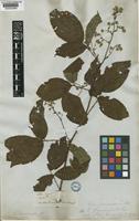 Rubus guyanensis Focke [family ROSACEAE]