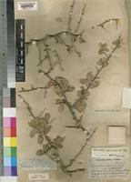 Neotype of Commiphora pyracanthoides Engl. [family BURSERACEAE]