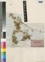 Type of Cuscuta hyalina Roth var. nubica Yunck. [family CONVOLVULACEAE]
