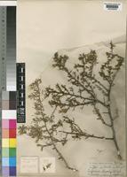Type of Lycium schizocalyx C.H.Wright [family SOLANACEAE]