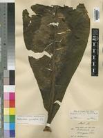 Anthocleista grandiflora Gilg [family LOGANIACEAE]